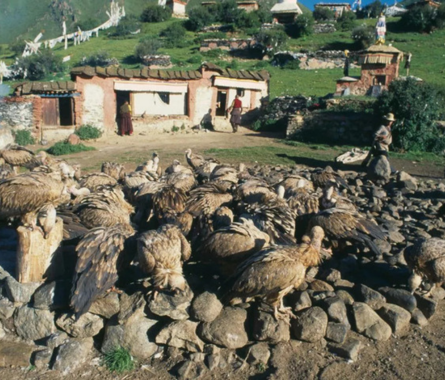 Đàn kền kền đến đông đúc trong một buổi thiên táng tại Tây Tạng