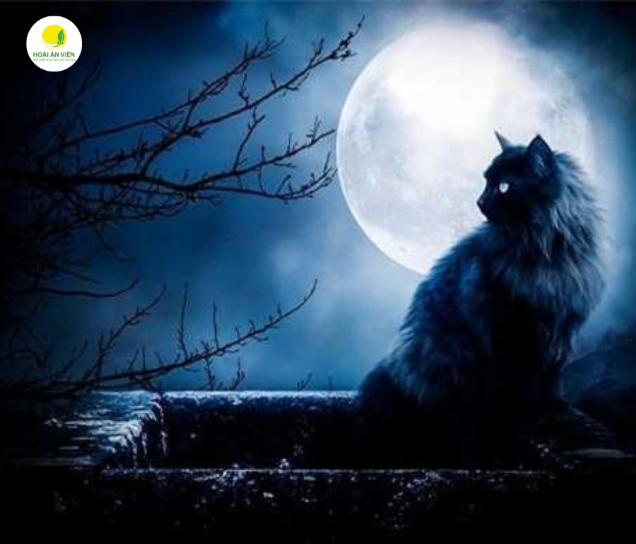 Chỉ cần mèo đen bước qua thi thể, hồn người mất sẽ bị gọi về, khiến thi thể cử động bất thường