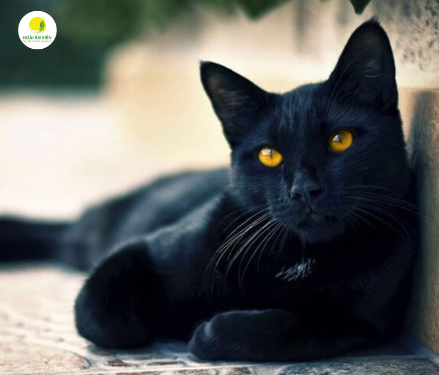 Trong dân gian, từ lâu đã truyền miệng câu chuyện: nếu mèo nhảy qua người chết, thi thể có thể bật dậy