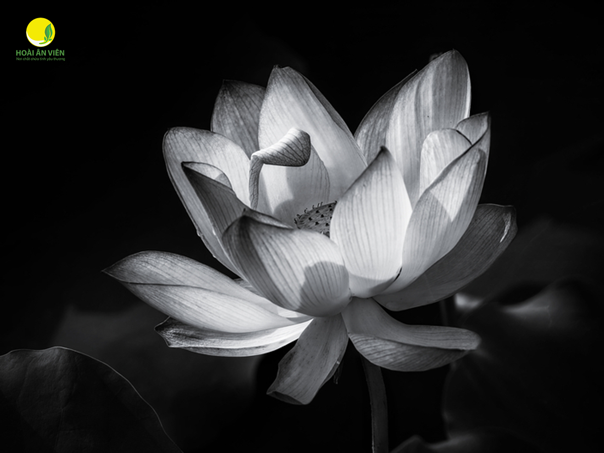 Hoa sen trắng trong văn hóa tâm linh