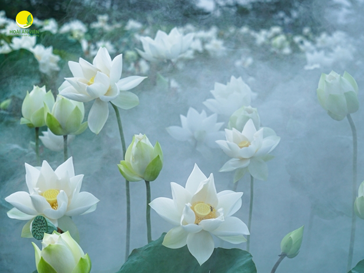 Hoa sen trắng trong văn hóa người Việt