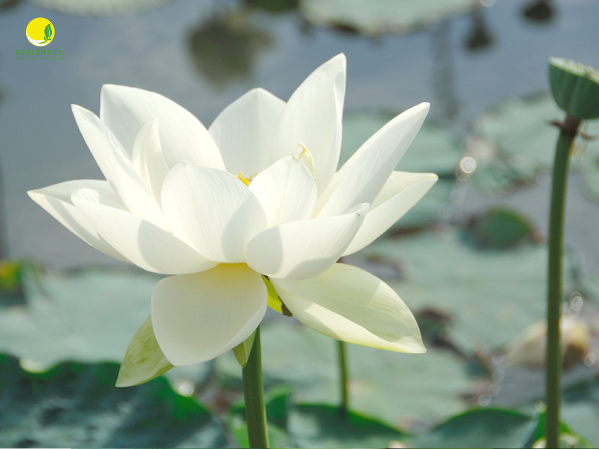Hoa sen trắng trong phong thủy mang những năng lượng tích cực