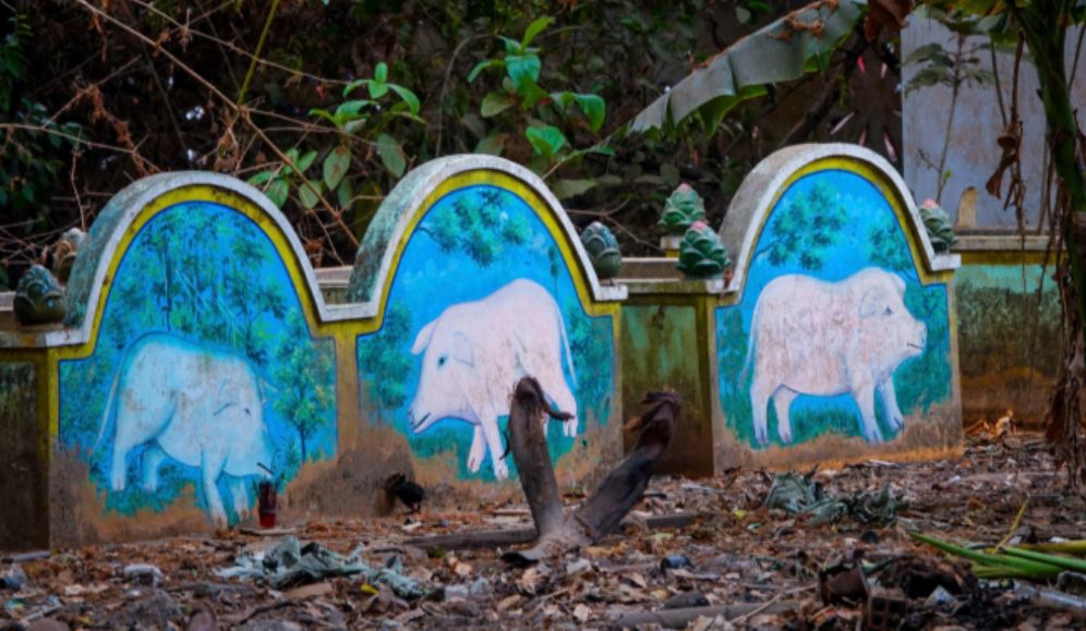 Minh chứng sống động nhất cho nỗi sợ và sự tôn kính dành cho thực thể này chính là những "nghĩa địa heo" có thật tại vùng đất Sóc Trăng hay Trà Vinh