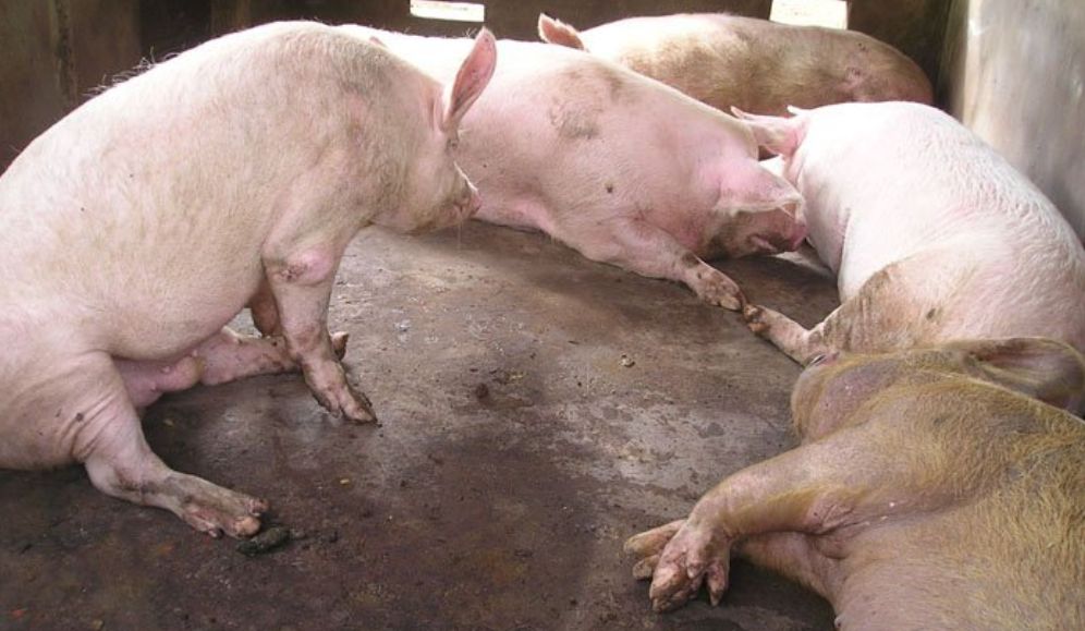 Đối với những người làm nghề đồ tể, việc gặp phải heo năm móng được coi là một điềm báo đại hung