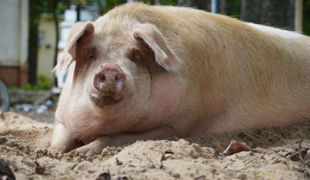 Cái tên "Heo năm móng" luôn là nỗi ám ảnh kinh hoàng đối với giới đồ tể và những người chăn nuôi
