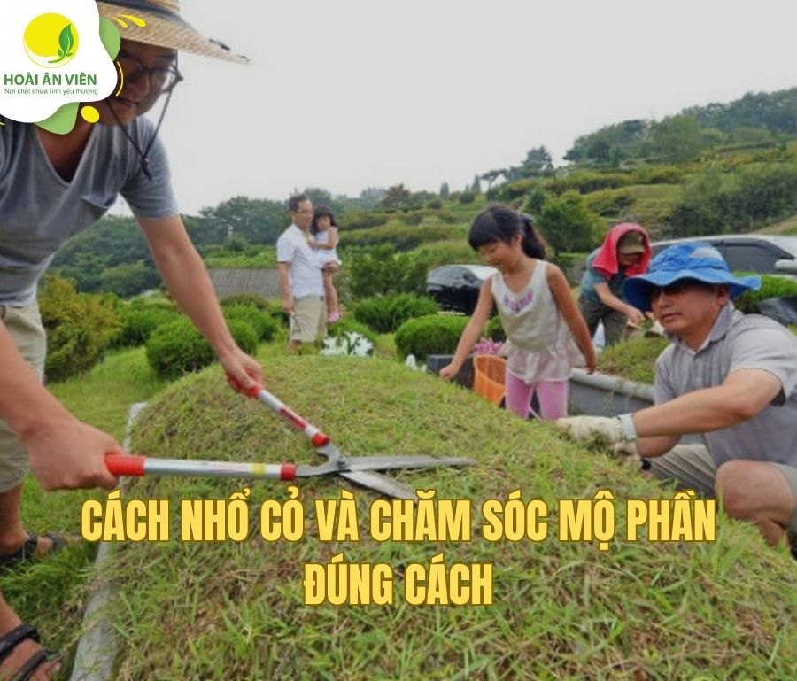 Cách nhổ cỏ và chăm sóc mộ phần đúng cách