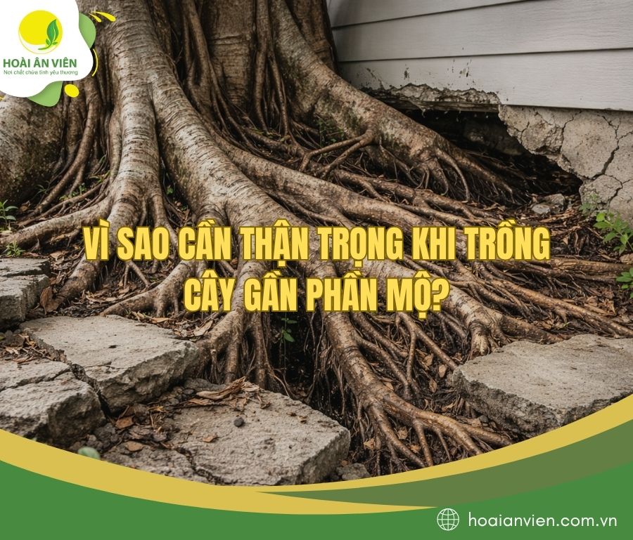 Vì sao cần thận trọng khi trồng cây gần phần mộ?