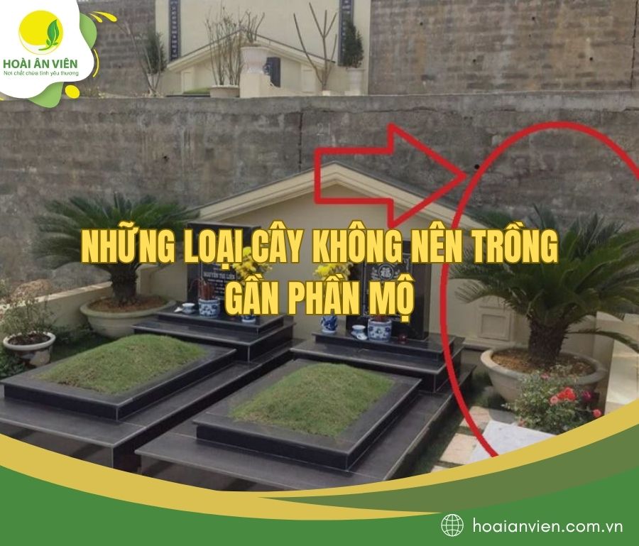 Những loại cây không nên trồng gần phần mộ