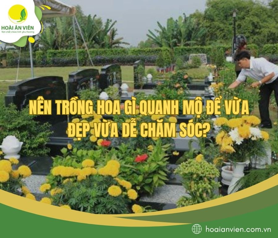 Nên trồng hoa gì quanh mộ để vừa đẹp vừa dễ chăm sóc?