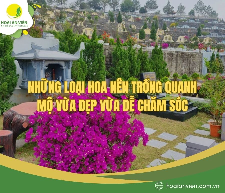 Những loại hoa nên trồng quanh mộ vừa đẹp vừa dễ chăm sóc