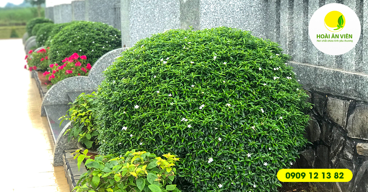 Hoa cỏ trong khuôn viên nghĩa trang Hoài Ân Viên được trồng phù hợp và chăm sóc vô cùng tỉ mỉ